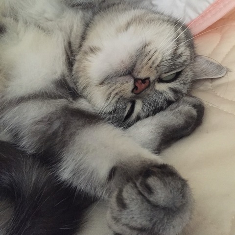 摜