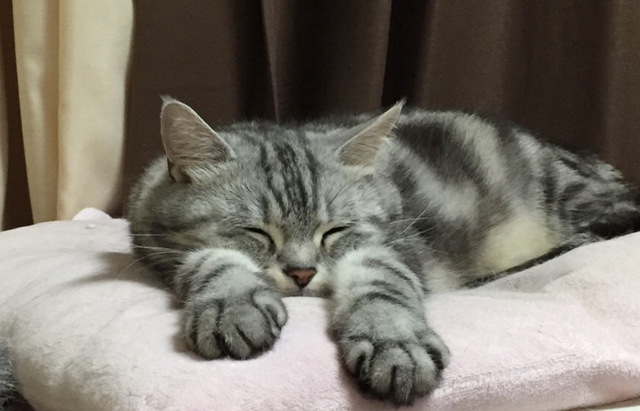 摜