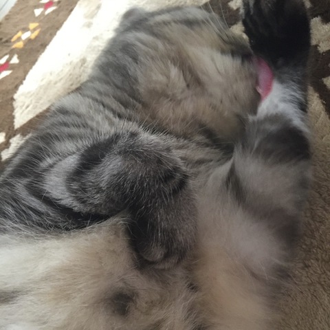 摜