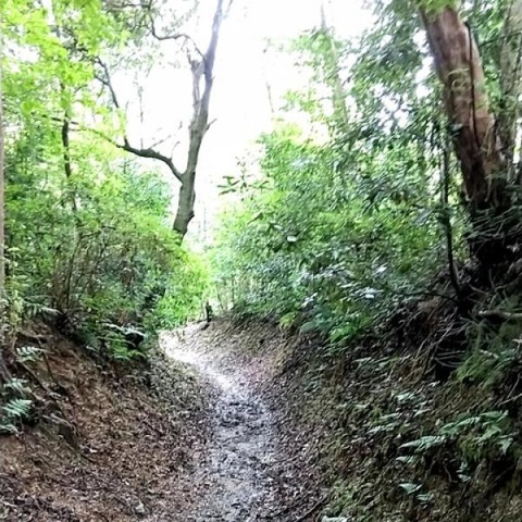 摜